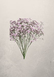 Limonium