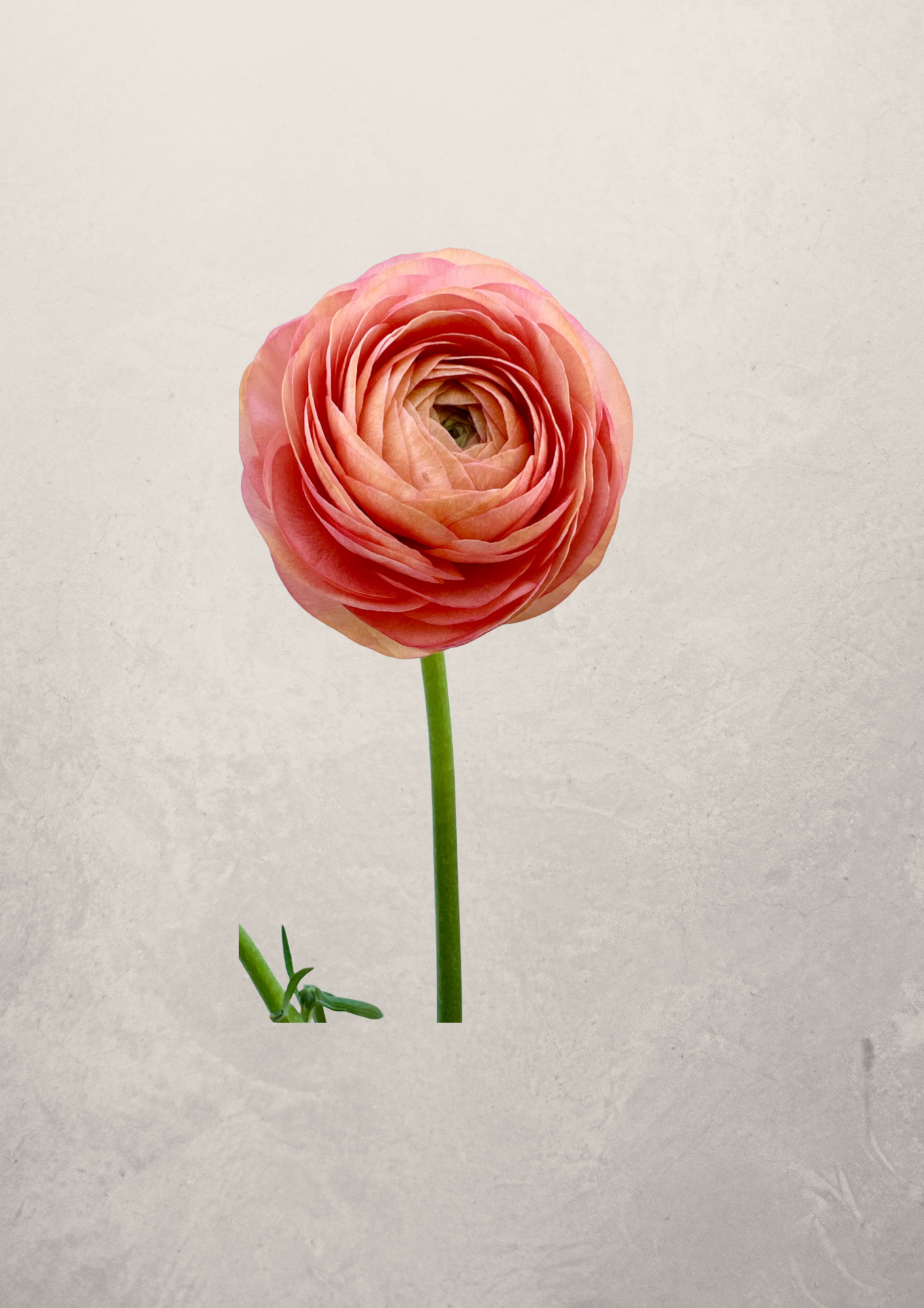 Ranunculus