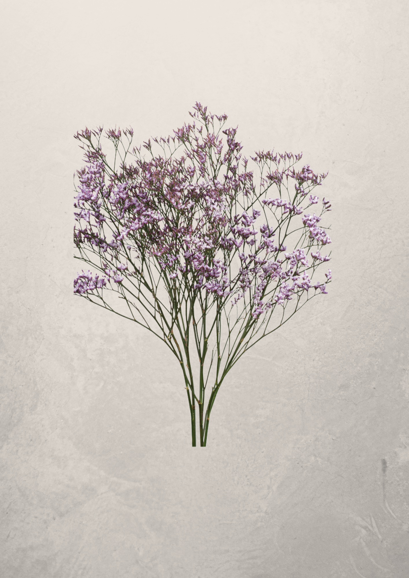 Limonium