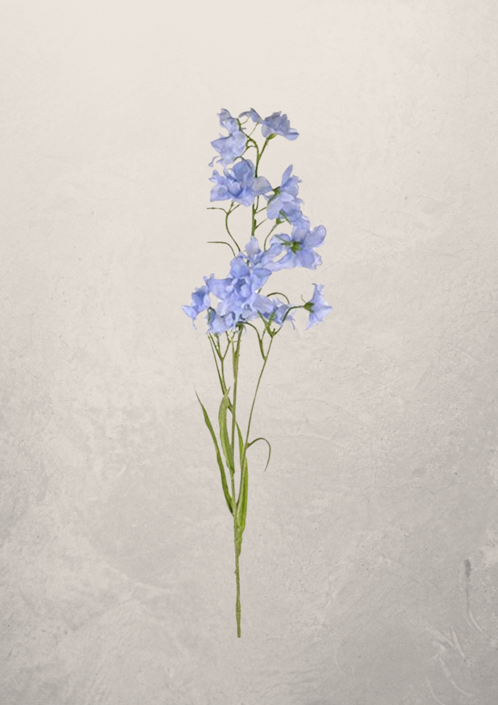 Delphinium